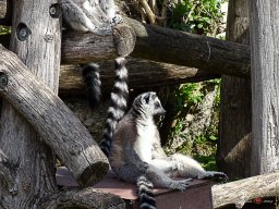 Tiergarten Schönbrunn am 23.03.2023
